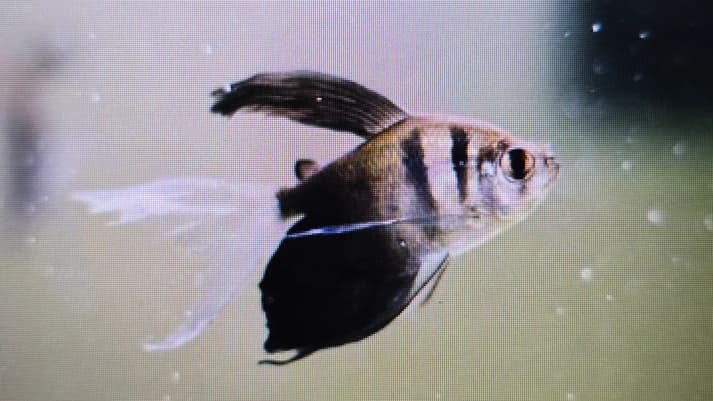 Longfin black tetra 3cm