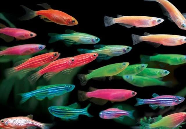 Luminous colour Zebra Danio 3cm