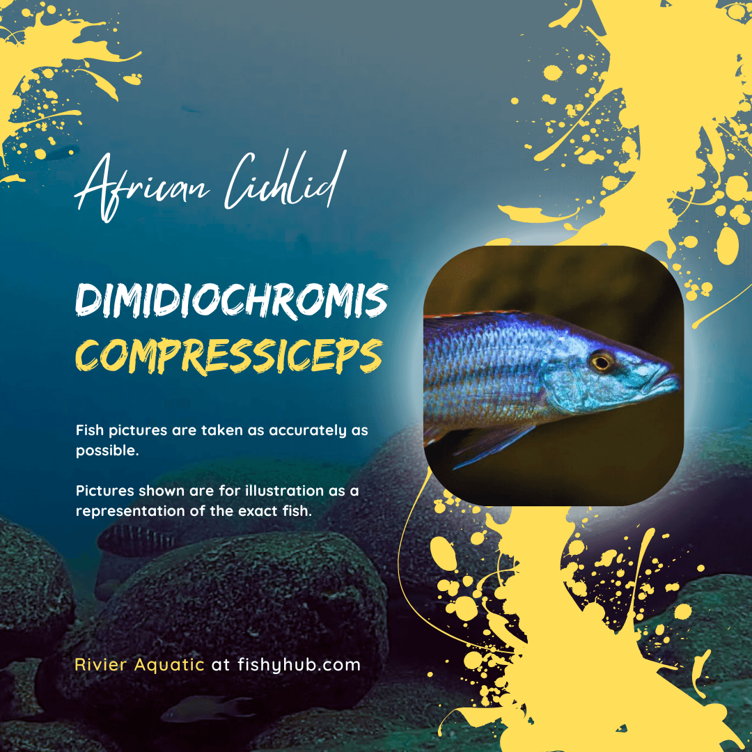 Malawi Eyebiter Cichlid (Dimidiochromis Compressiceps)