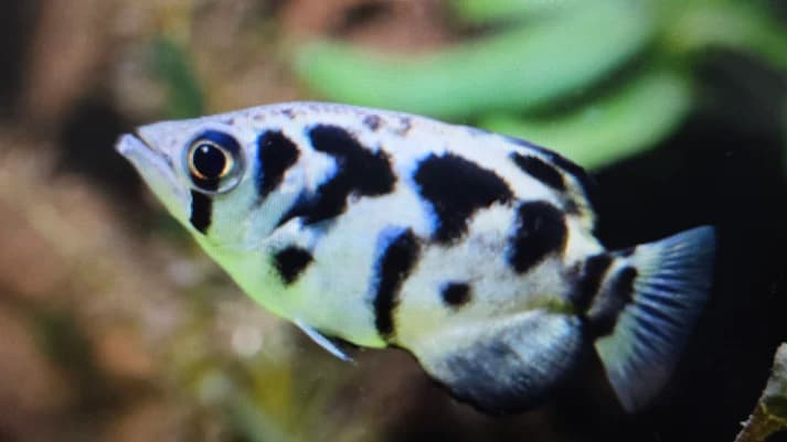 Marbled Archer fish 6-8cm