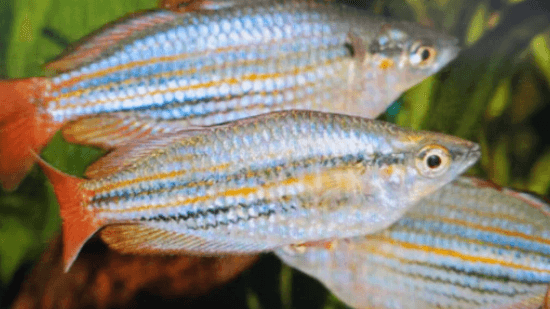 Melatanaenia macculloch rainbow 3cm x 5pc