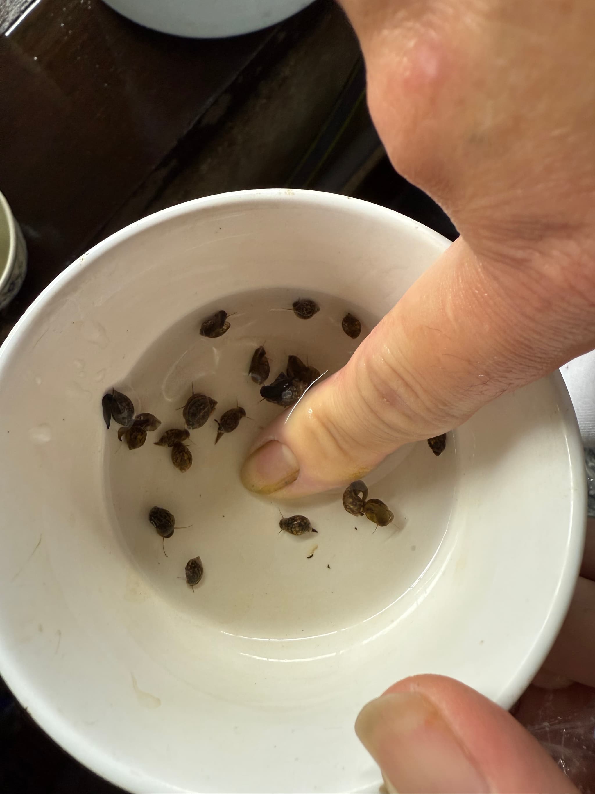 Mini pond snails feeders
