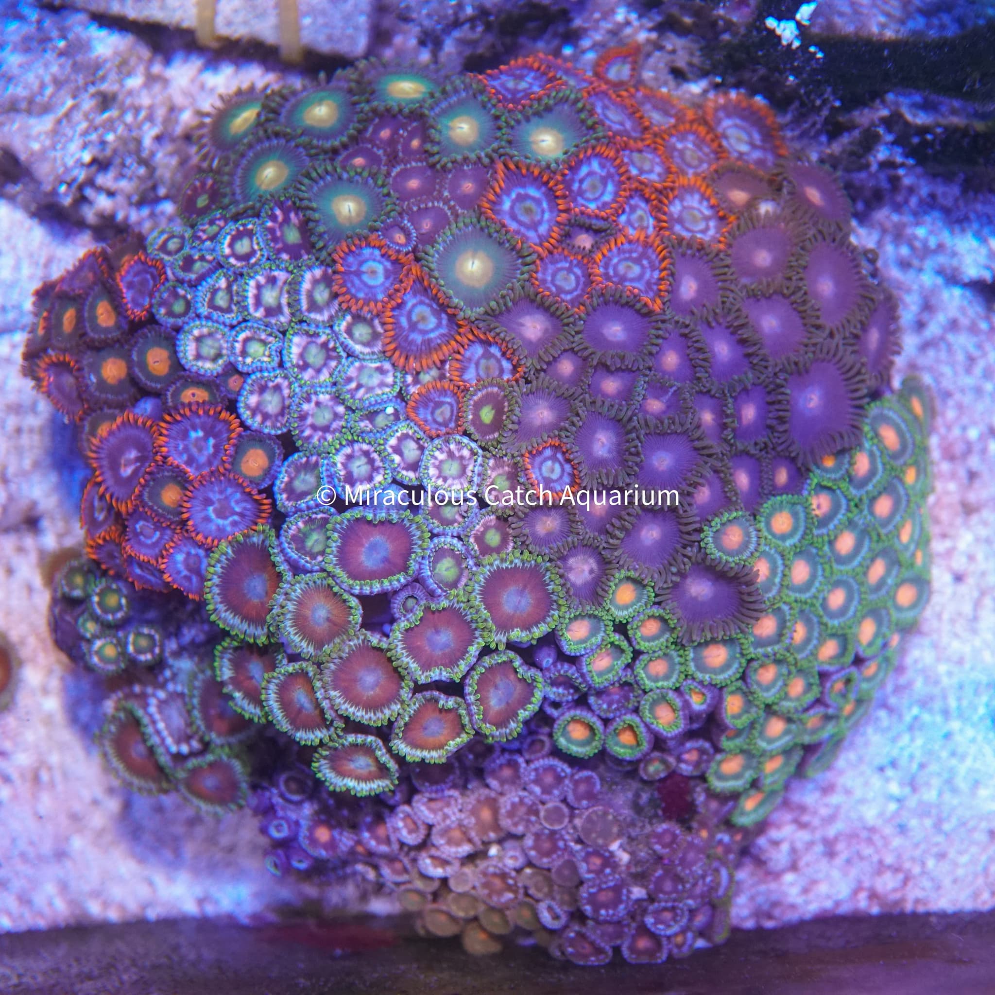 Mixed Zoanthid Plate