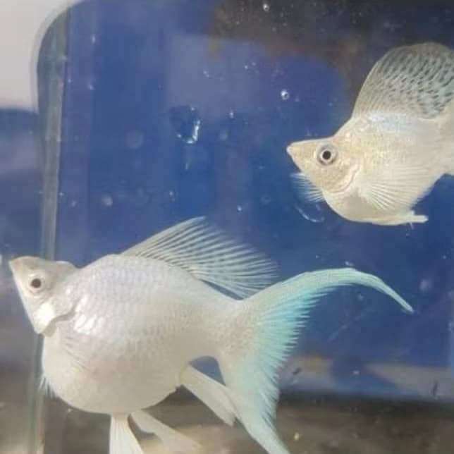 Molly Ballon Platinum