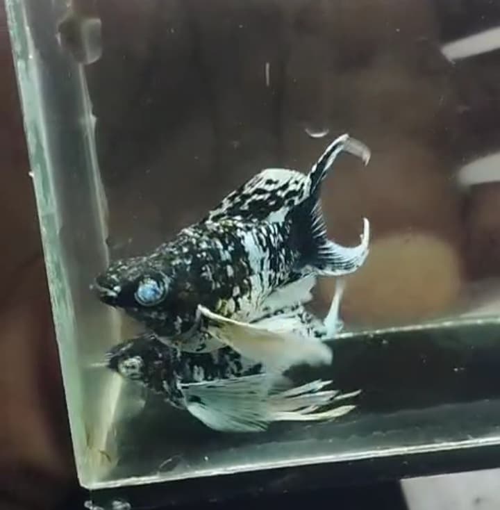 Molly Marble zebra crystal eye