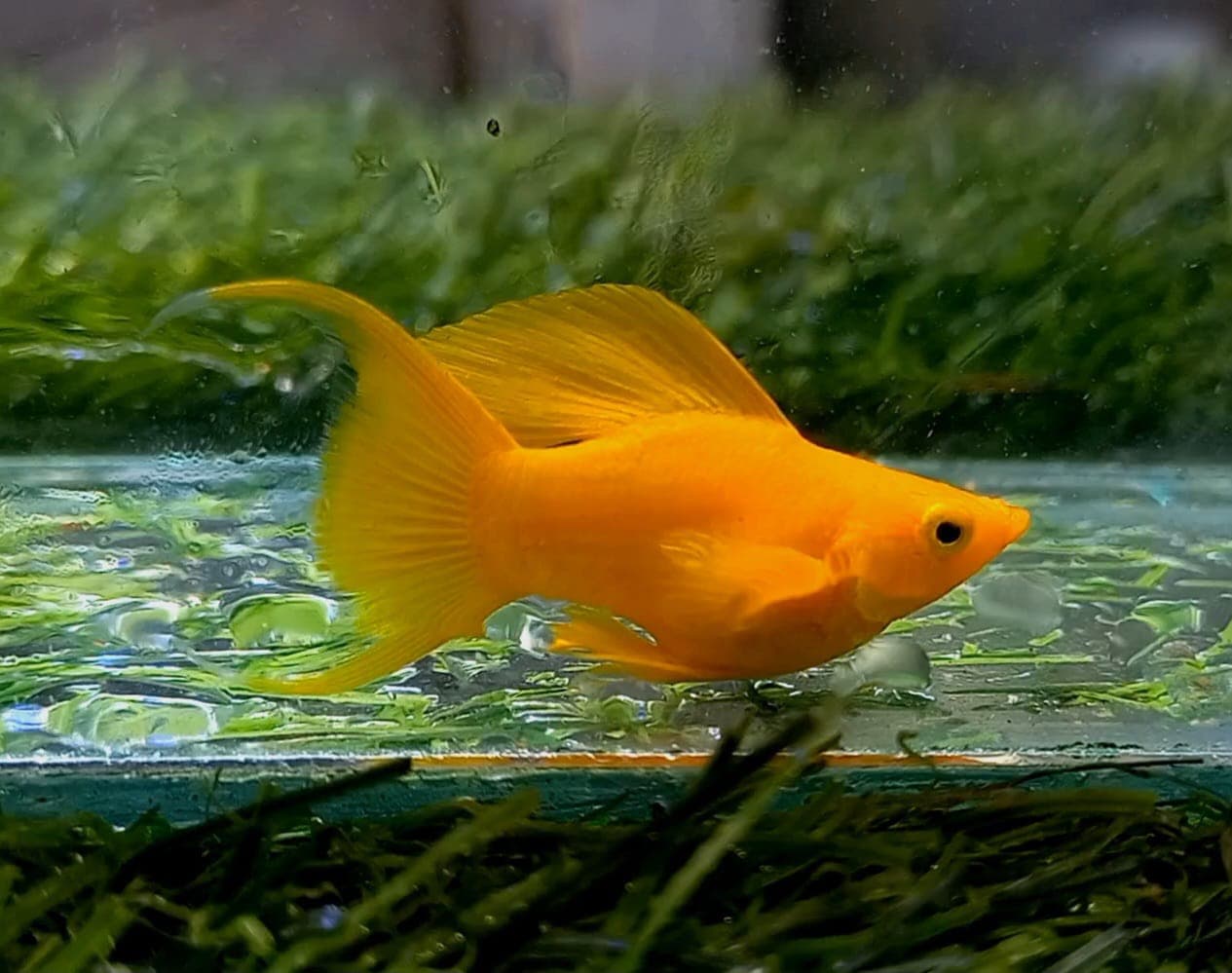 Molly Sunkist Shortbody