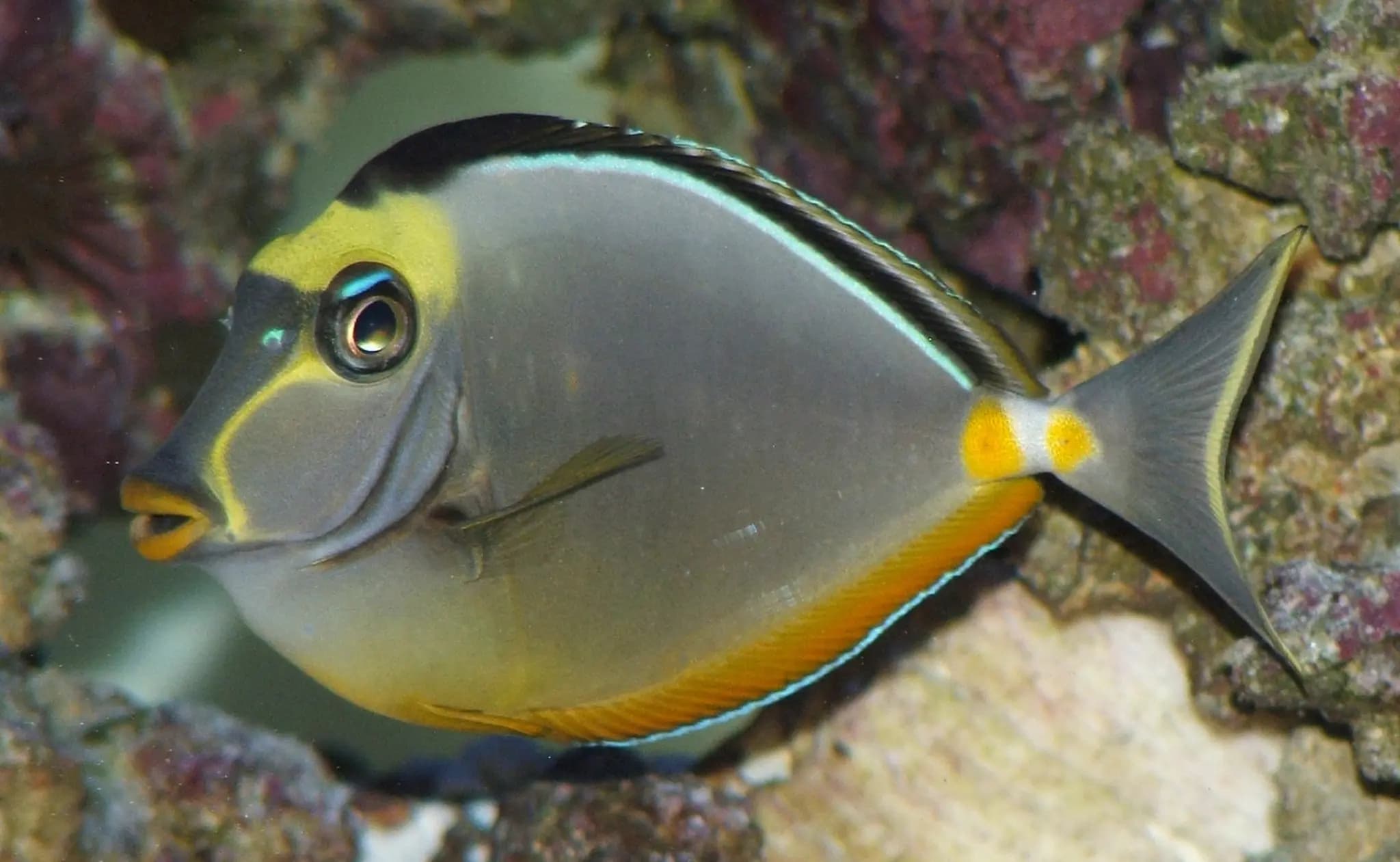Naso Tang