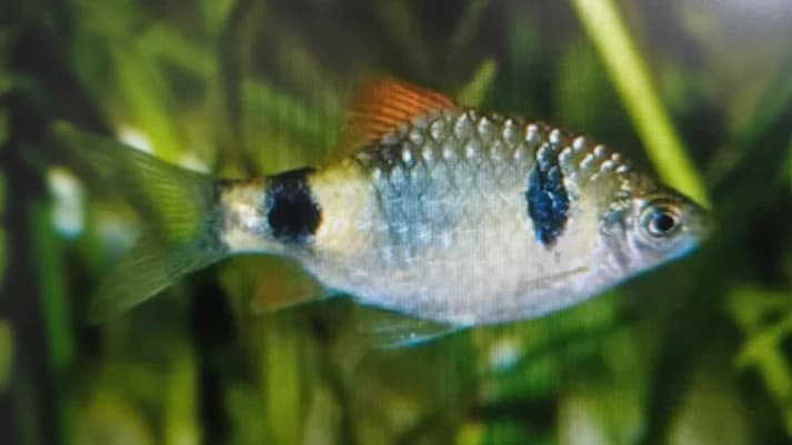 Nayaran barb 2.5-3cm