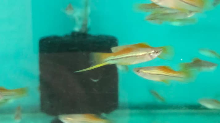 Neon swordtail 3-4cm