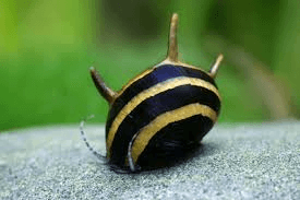 Nerite Horned Snail