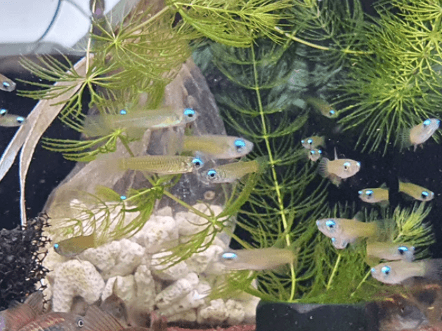 Norman's lamp eye 1.5cm x 5pc