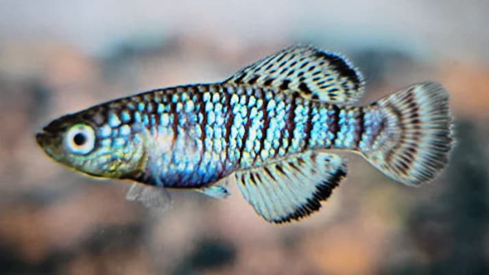 Nothobranchius fuscotaeniatus 3-4cm