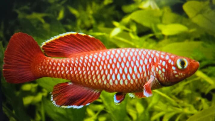 Nothobranchius korthausae 3-4cm