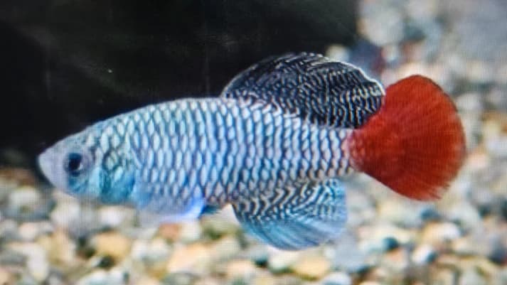 Nothobranchius patrizii 3-4cm