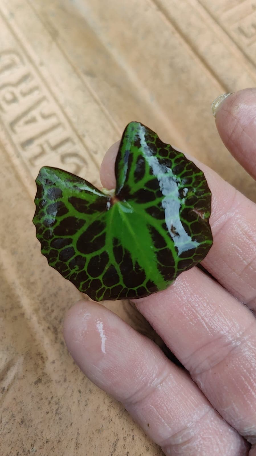 Nymphoides crenata Wavy marsh wort Aquatic plants