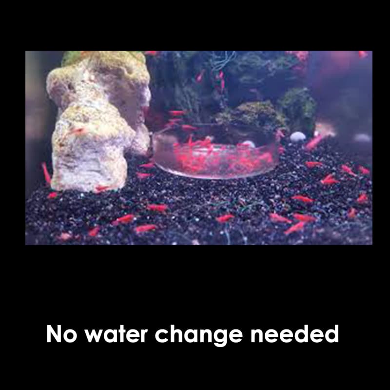 Opae Ula shrimp,Hawaiian Super Shrimp,Volcano Shrimp