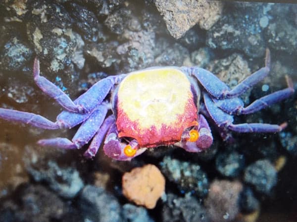 Orange eye vampire crab 2cm x5pcs