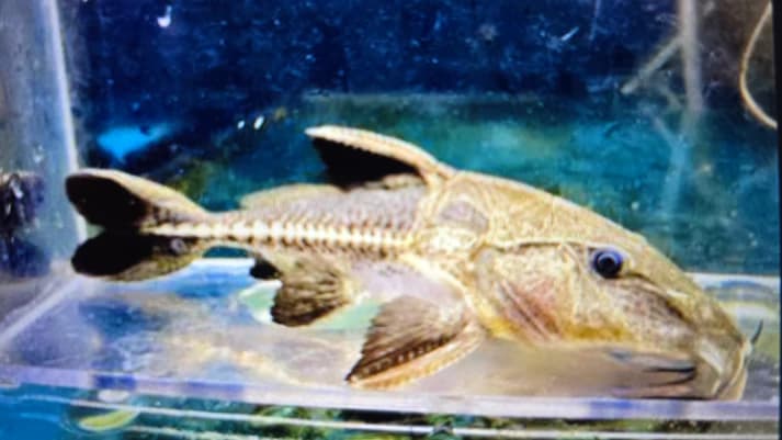 Oxydoras niger 8-10cm