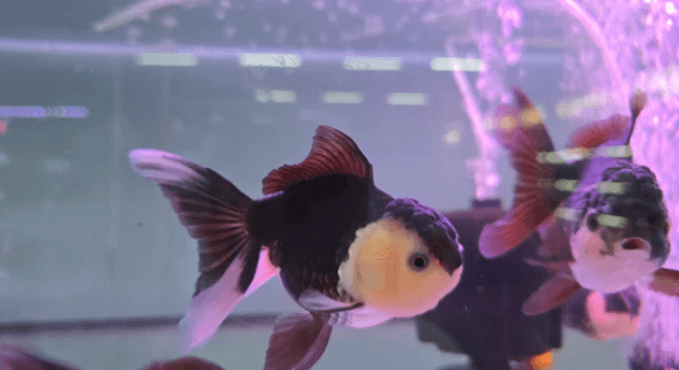 Panda oranda 10cm