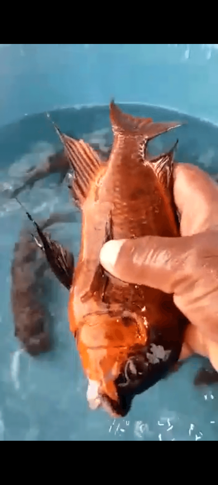 Petrochromis red bulu point cichlid