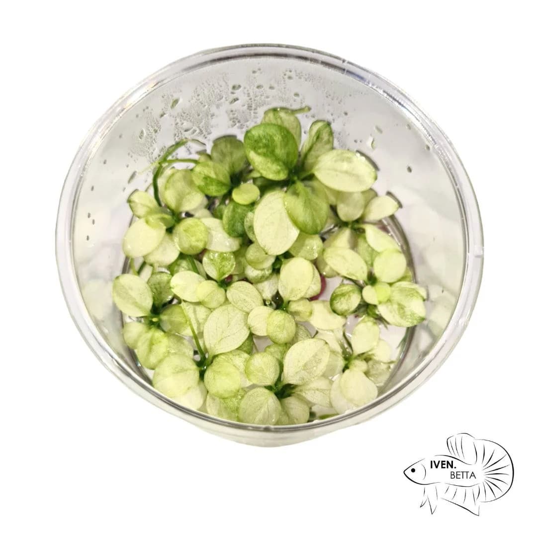 Plants - Tissue Culture