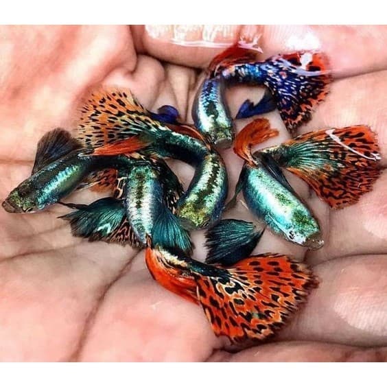 Platinum Red Mosaic Big Ear