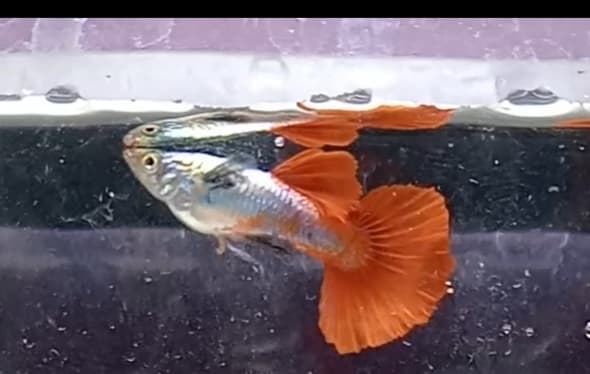 Platinum Red Tail Dumbo Ears PRTDE