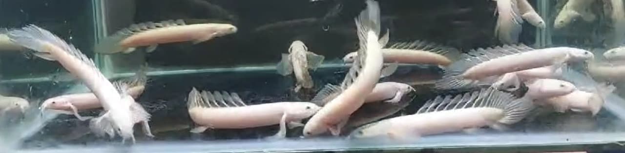 Platinum Senegalus Longfin