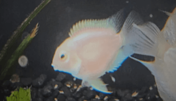 Platinum mini parrot cichlid 3-4cm