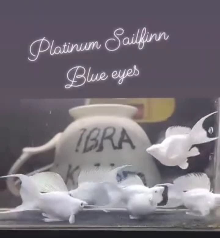 Platinum sailfinn BLUE EYE