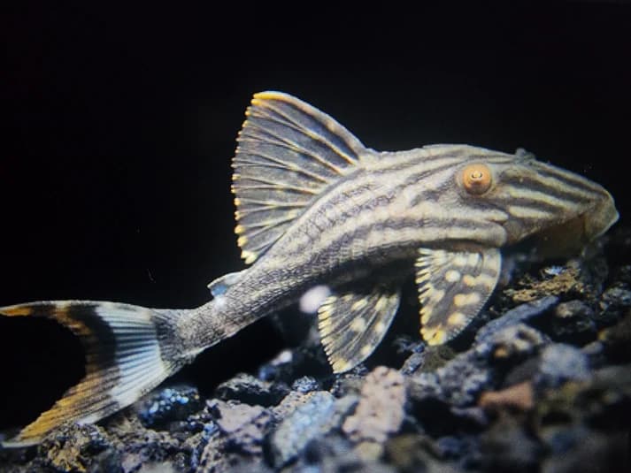 Pleco L190 royal 6-8cm