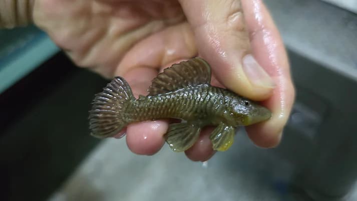 Pleco L56 chubby 6-8cm