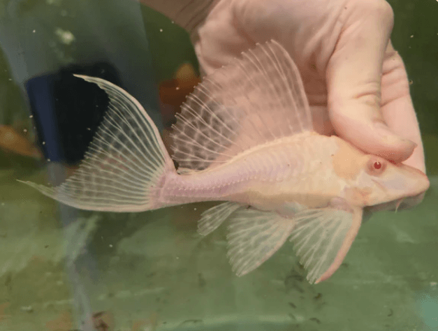 Pleco shortbody albino sailfin 10-12cm