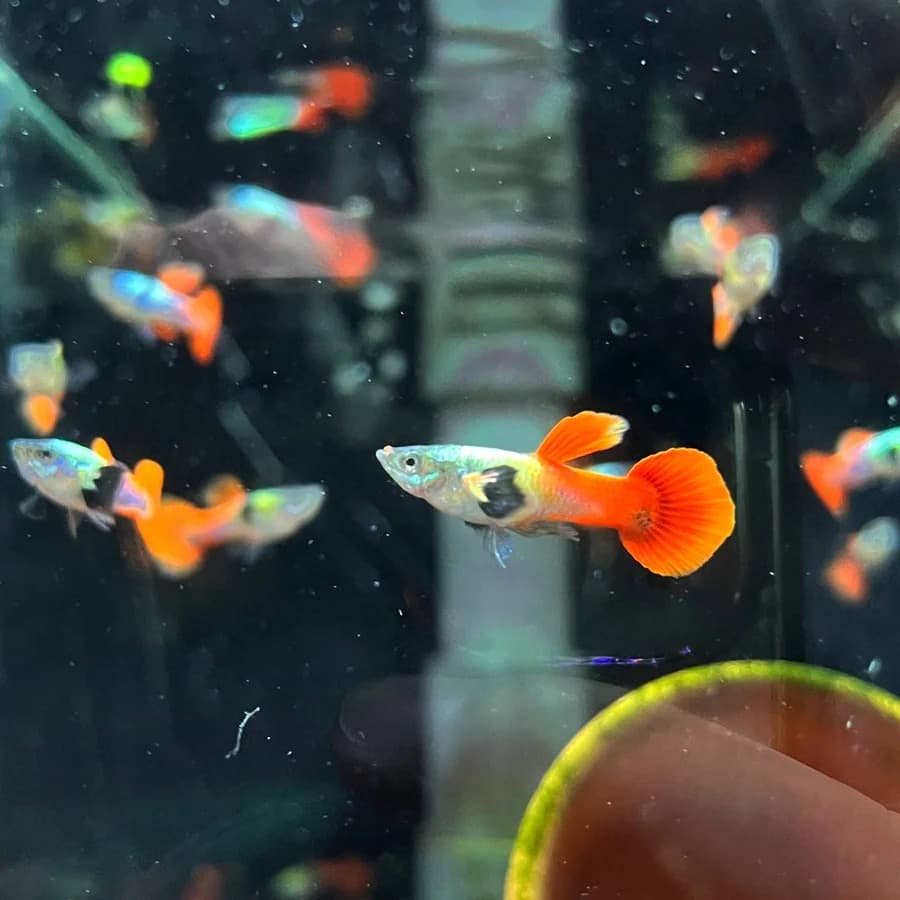 Poecilia Reticulata 'Silver Body Elephant Ear’