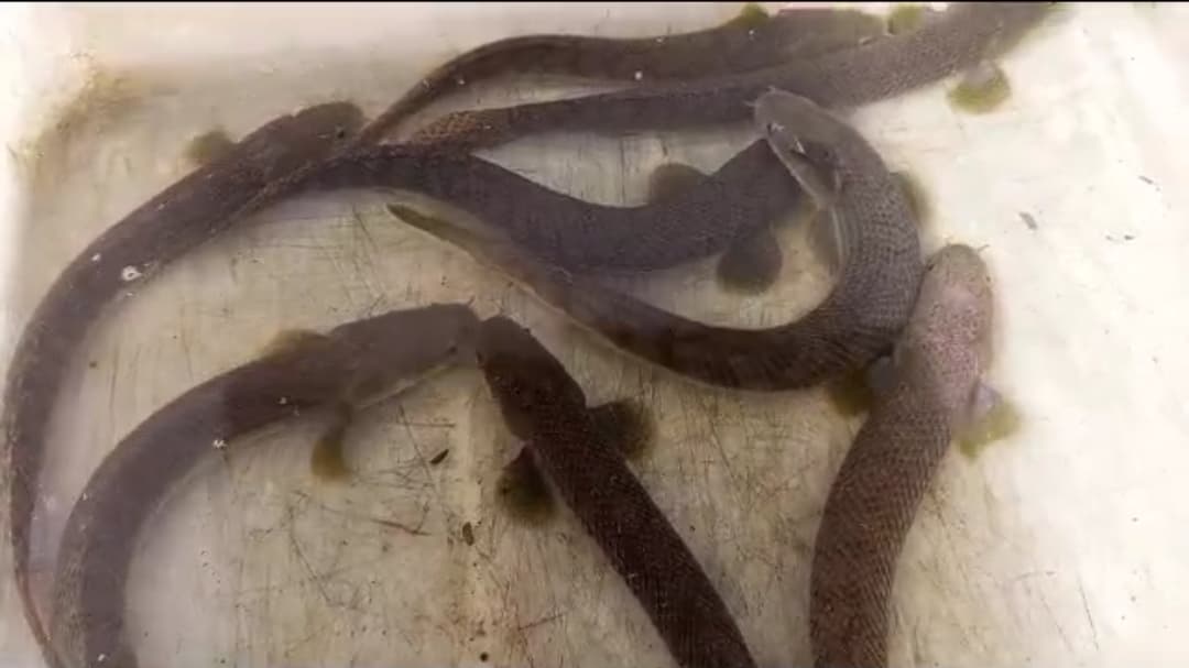 Polypterus Mokelembembe