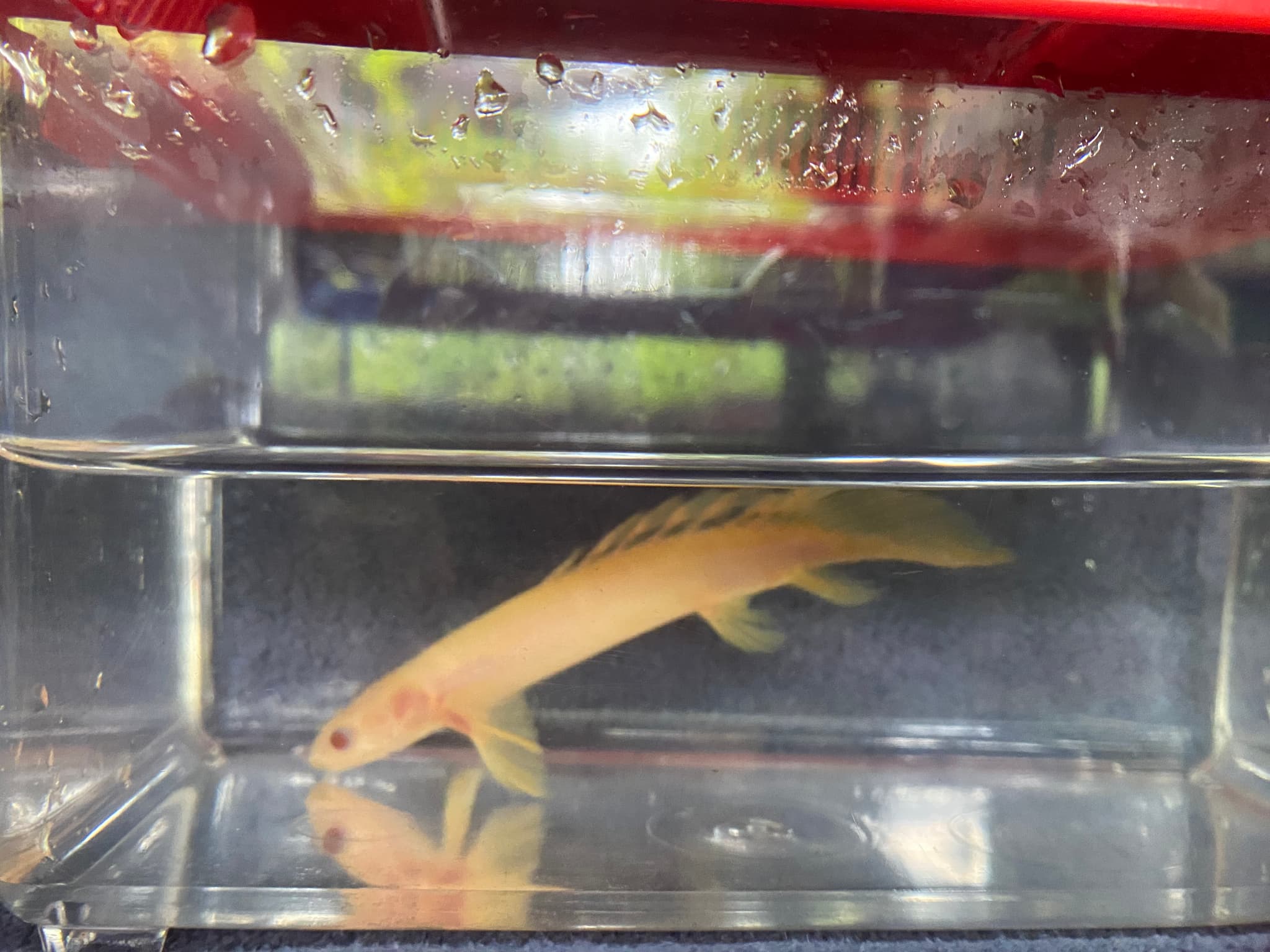 Polypterus albino senegalus longfin bichir
