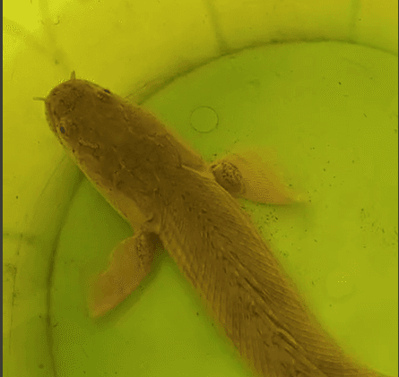 Polypterus bichir