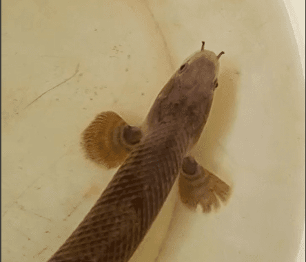 Polypterus congicum