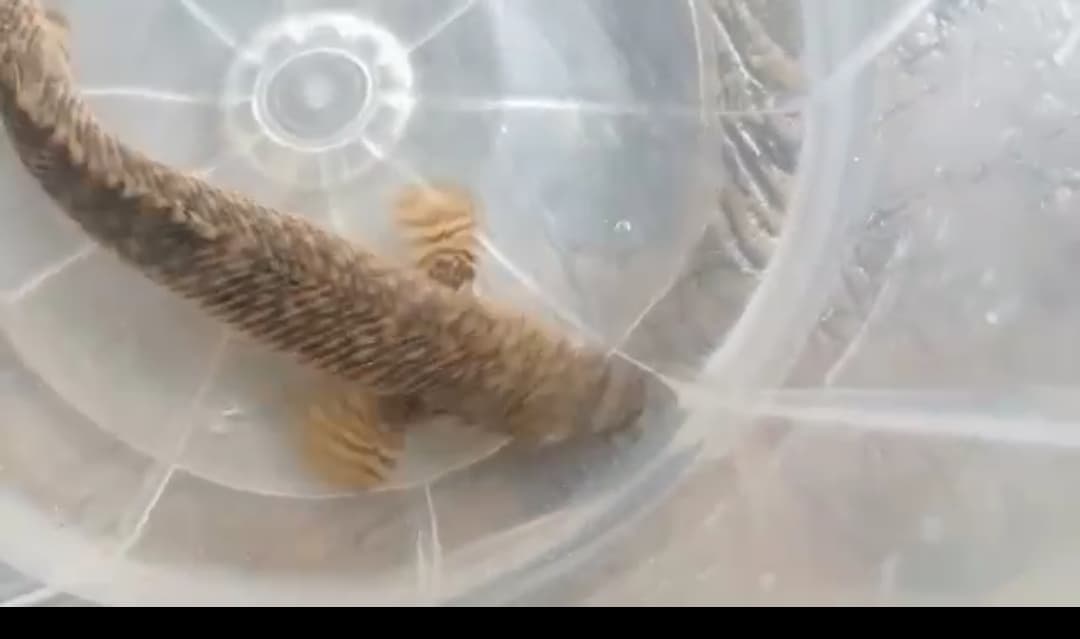 Polypterus ornatipinnis