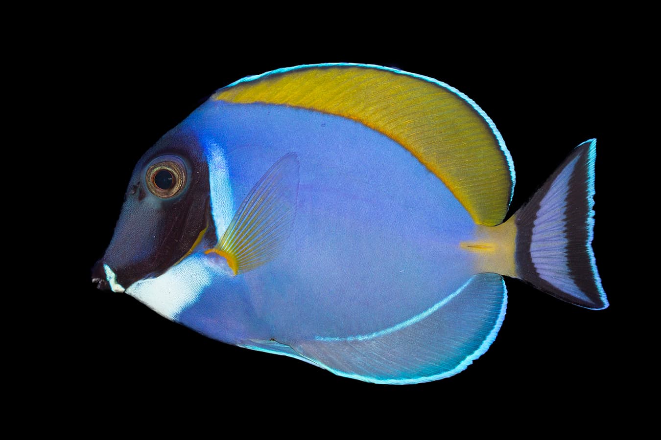 Powder Blue Tang
