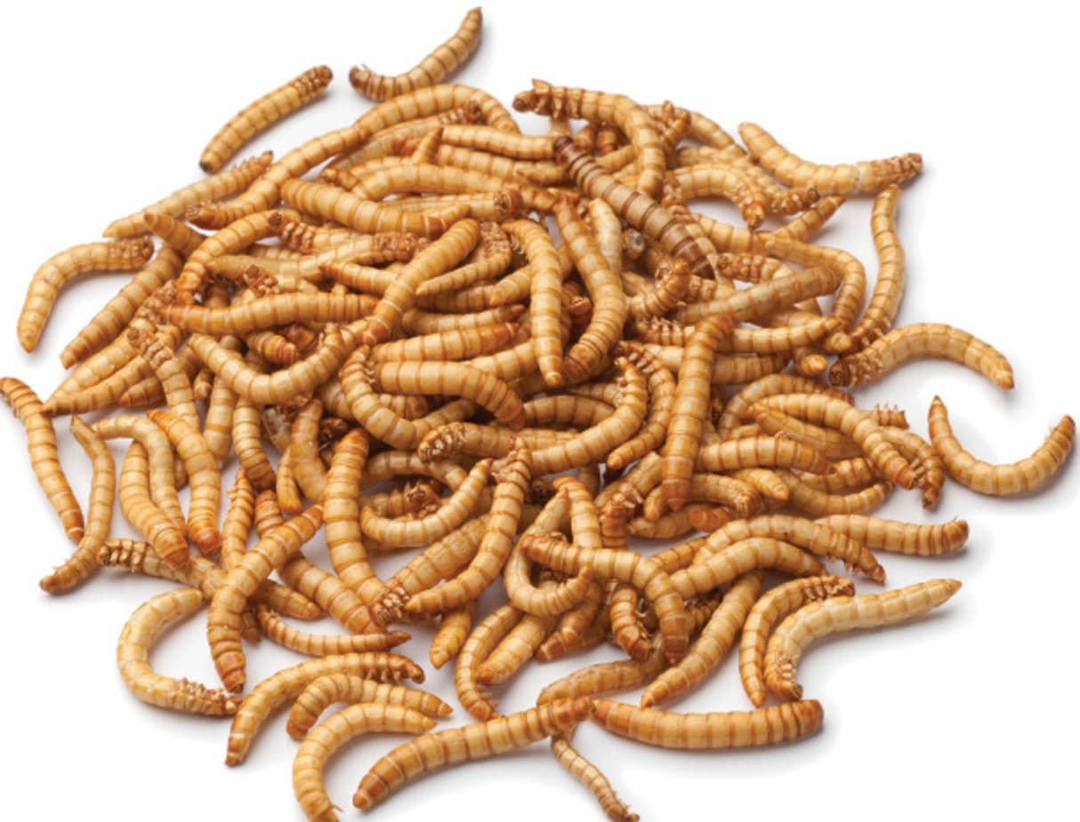 Premium Live Mealworms