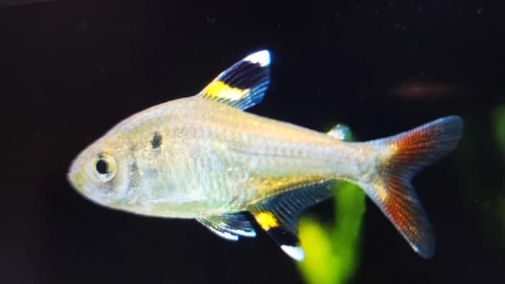 Pristella tetra 3cm