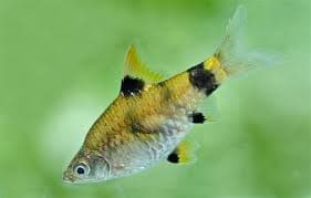 Pygmy Barb Golden Dwarf Barb