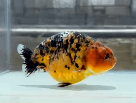 RANCHU CALICO TIGER