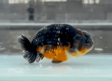 RANCHU KIRIN