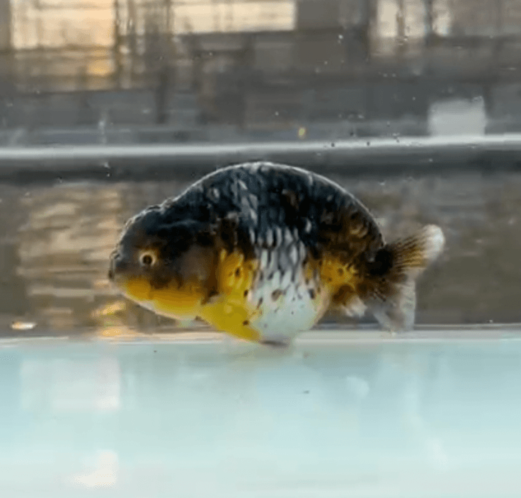 RANCHU KIRIN BLUEBASE SUPER