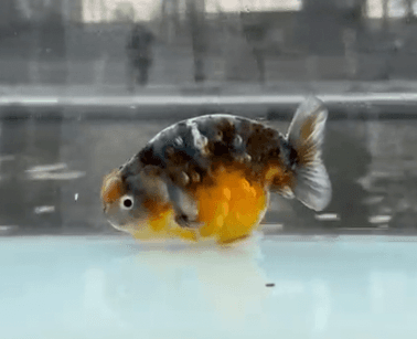 RANCHU KIRIN BLUEBASE