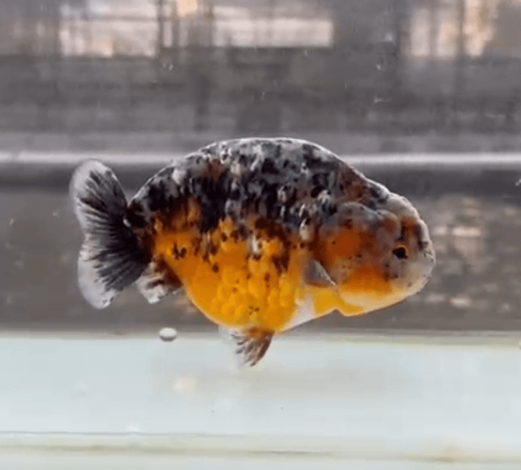 RANCHU KIRIN BLUEBASE
