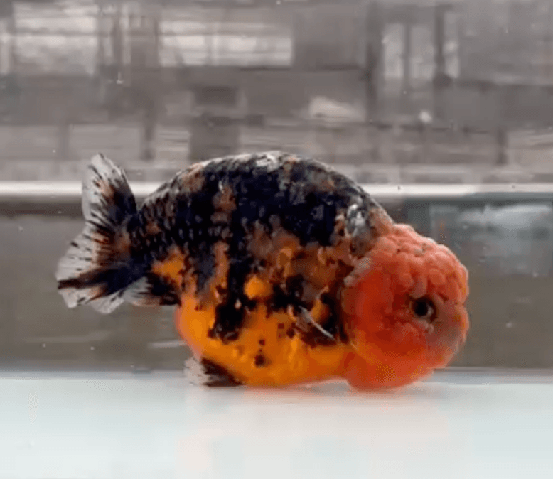 RANCHU KIRIN