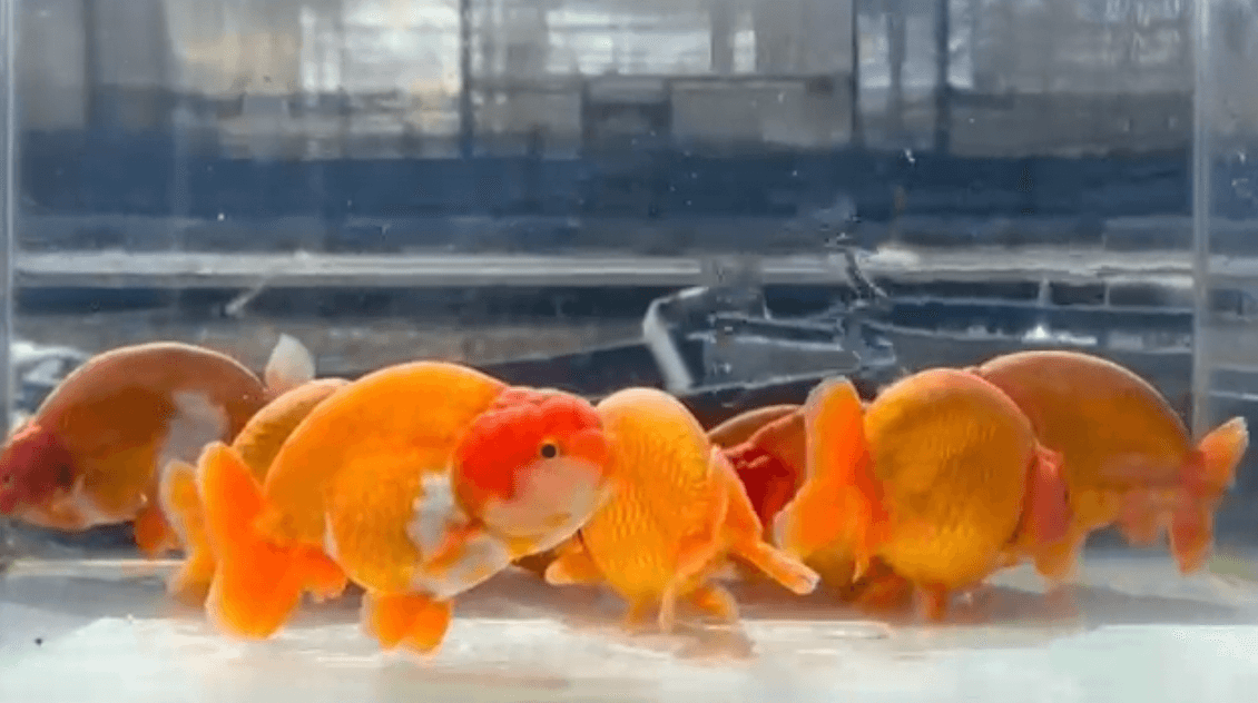 RANCHU RED PACKAGE 5PCS